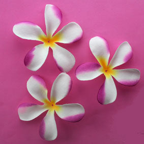 7cm White and Cerise Frangipani