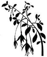 Silhouettes - Fuschia Branch