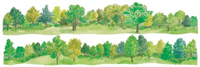 Horisons Border Stickers - Deciduous Forest